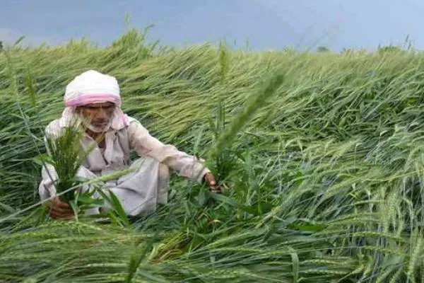 UP:फतेहपुर में फ़िर पड़ी किसानों पर बेमौसम बारिश की मार..कई इलाकों में ओलावृष्टि..!