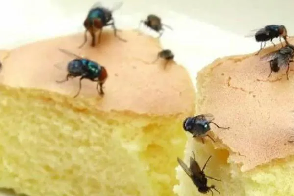 कोरोना का ख़तरा:मक्खियों से भी फैल सकता है कोरोना का वायरस..जानें पूरी बात..!