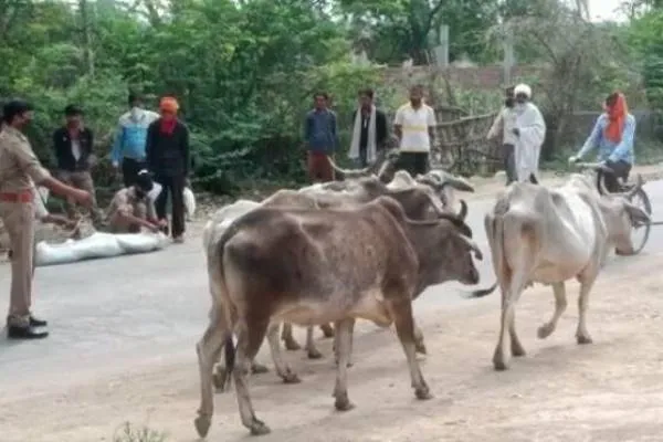 UP:हमीरपुर में तेल लेने जा रहे बाइक सवार किसान को अन्ना पशु ने मारी टक्कर..मौक़े पर ही मौत..!