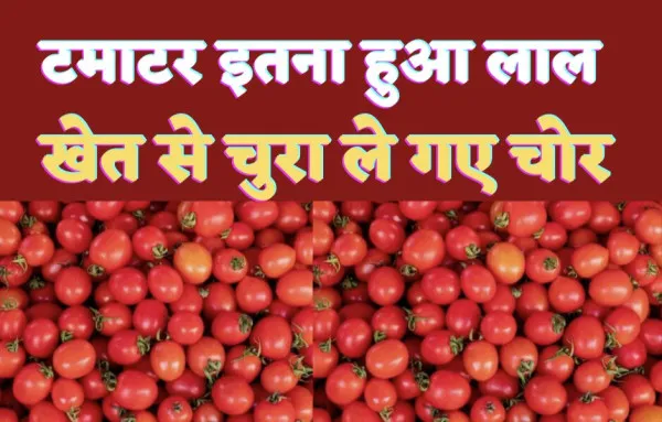 Karnataka Tomato Stolen : टमाटर लाल का असर यहां ! खेत से ढाई लाख रुपये के टमाटर उड़ा ले गए चोर