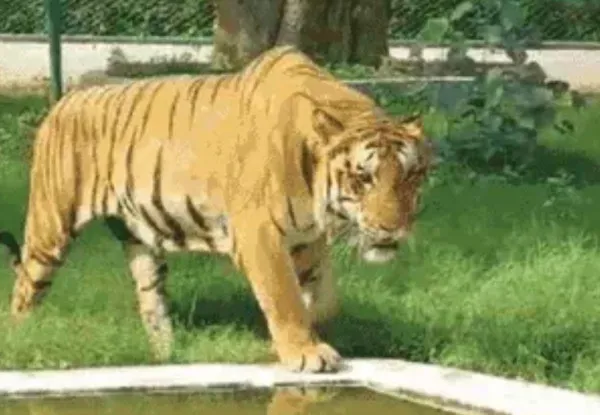 Kanpur Zoo Tigress Trusha: 14 शावकों को जन्म देने वाली बाघिन त्रुशा की दहाड़ हुई मौन ! कानपुर चिड़ियाघर में लंबे समय से थी बीमार