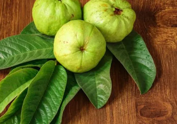Health Benefits Of Guava: अमरूद और इसकी पत्तियों के सेवन के अनेक लाभ, जानिए Amrood के क्या हैं फायदे