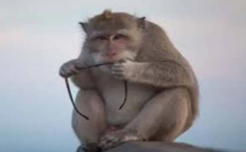Mathura Monkeys News: मथुरा-वृन्दावन जा रहें तो बन्दरों से रहें ज़रा सावधान ! नहीं तो पलक झपकते ही हो जाएगा सामान गायब 