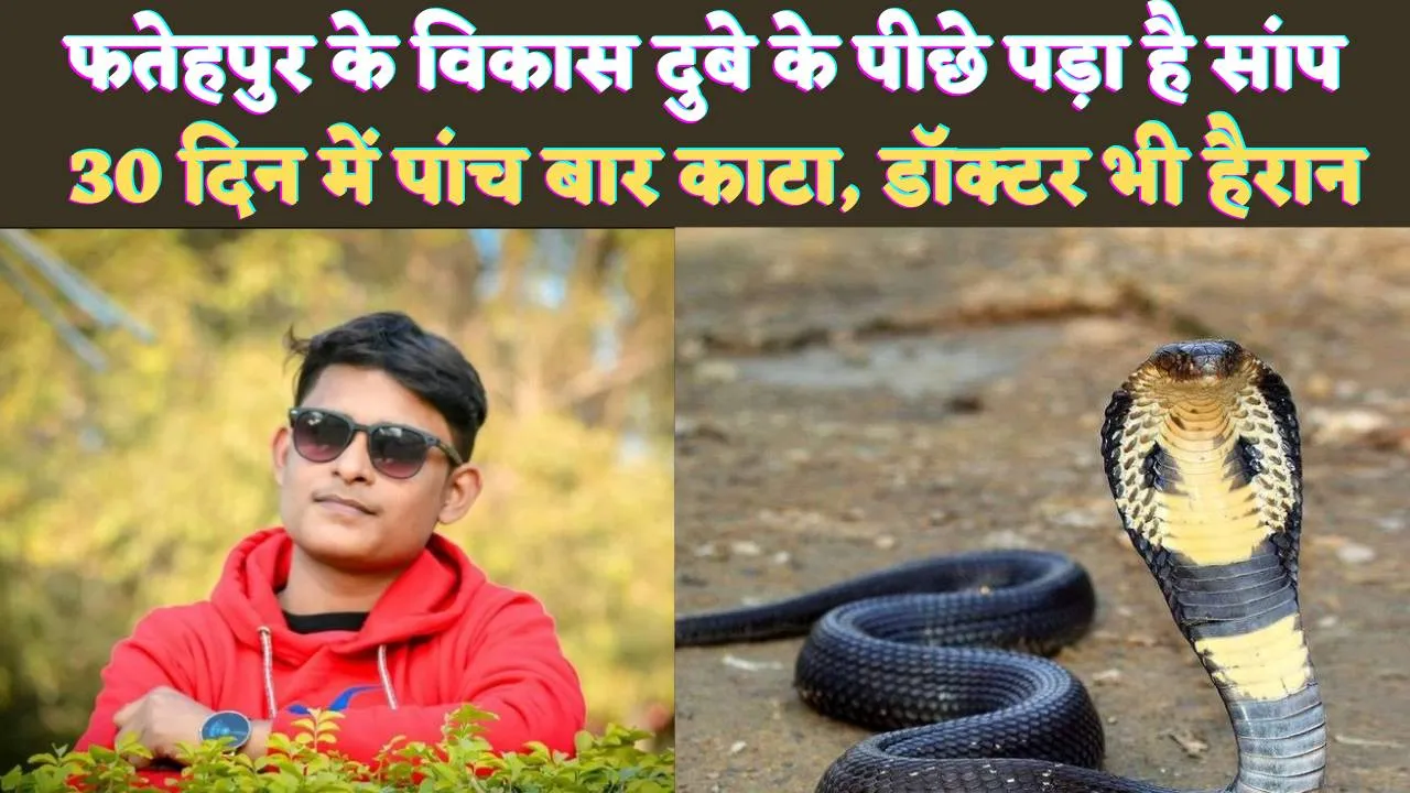 Fatehpur Snake Attack News: फतेहपुर के विकास दुबे के पीछे पड़ा है ये सांप ! एक महीने में पांच बार काटा, घर के बाहर भी करता है पीछा