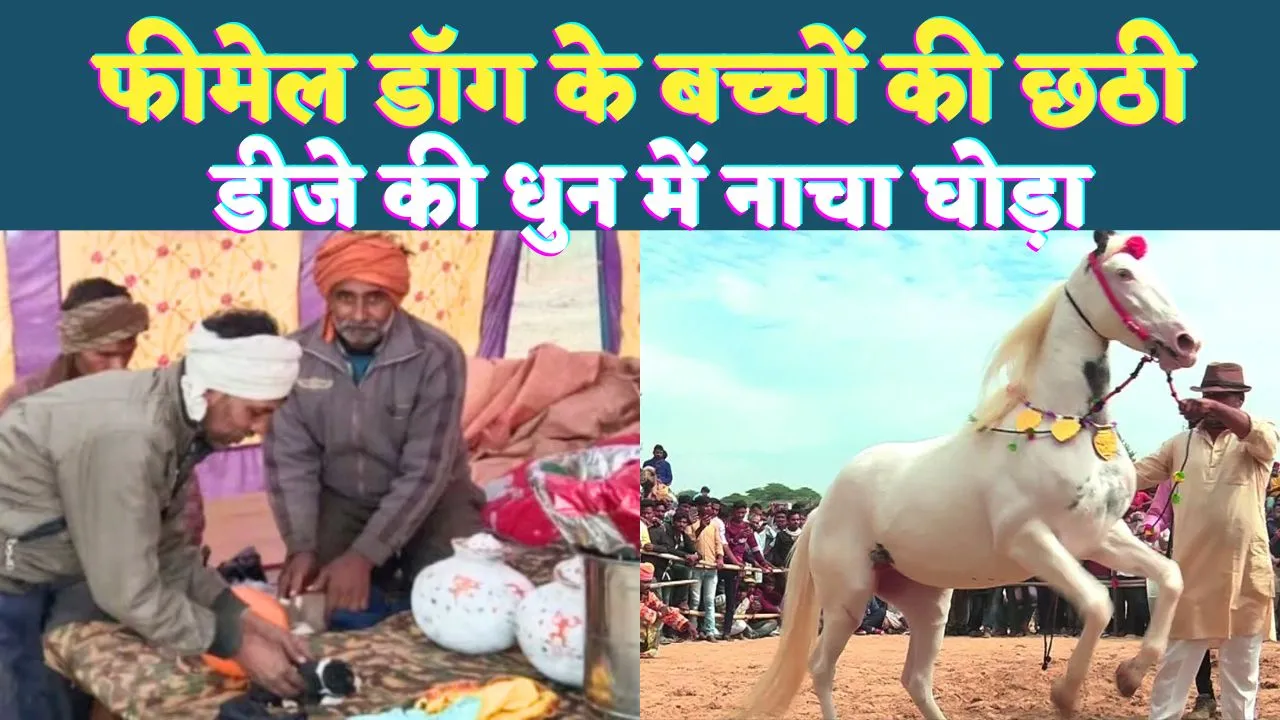 UP Dog Lover News: यूपी के फतेहपुर में फीमेल डॉग के बच्चों की छठी ! डीजे की धुन में धोड़े का गजब डांस