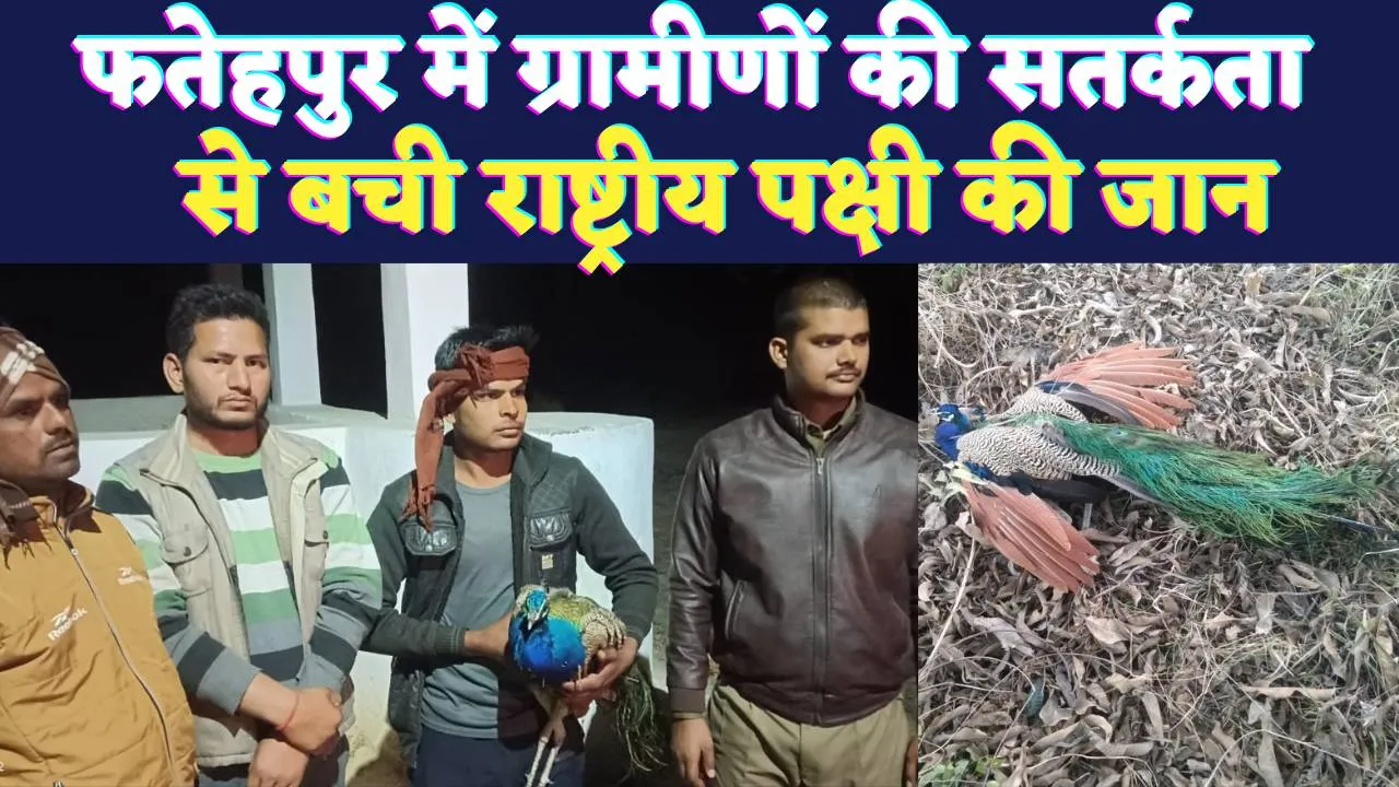 Fatehpur News: फतेहपुर में ग्रामवासियों ने दिखाई प्रकृति के प्रति जागरूकता ! सतर्कता से बची घायल राष्ट्रीय पक्षी की जान