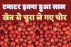 Karnataka Tomato Stolen : टमाटर लाल का असर यहां ! खेत से ढाई लाख रुपये के टमाटर उड़ा ले गए चोर