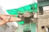 Ujjain News : महाकाल के भक्तों पर थूकने वाले शख्श के घर गरजा बुलडोजर