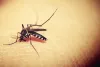 Dengue Prevention Tips: डेंगू के डंक से बचना है तो आज  से ही इन घरेलू नुस्खों को शुरू कर दें आजमाना