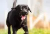 Bijnor Dog News In Hindi: बिजनौर में पालतू कुत्ते ने बदमाशों से मोर्चा लेते हुए अपनी जान देकर बचाई मालिक की जान 