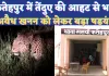 UP News: यूपी के फतेहपुर में तेंदुए की आहट से गर्म हुआ सोशल मीडिया ! अवैध खनन से जुड़ा है मामला