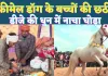 UP Dog Lover News: यूपी के फतेहपुर में फीमेल डॉग के बच्चों की छठी ! डीजे की धुन में धोड़े का गजब डांस