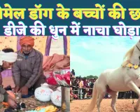 UP Dog Lover News: यूपी के फतेहपुर में फीमेल डॉग के बच्चों की छठी ! डीजे की धुन में धोड़े का गजब डांस