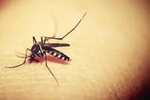 Dengue Prevention Tips: डेंगू के डंक से बचना है तो आज  से ही इन घरेलू नुस्खों को शुरू कर दें आजमाना