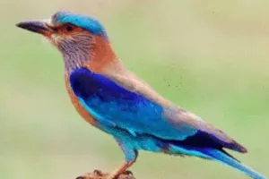 Dussehra Neelkanth Darshan: दशहरे के दिन आपको यदि यह दुर्लभ पक्षी दिख जाए! समझ लीजिए चमकने वाली है किस्मत