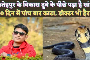 Fatehpur Snake Attack News: फतेहपुर के विकास दुबे के पीछे पड़ा है ये सांप ! एक महीने में पांच बार काटा, घर के बाहर भी करता है पीछा