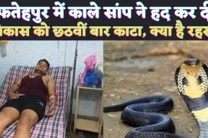 Fatehpur News: फतेहपुर में नहीं बंद हो रहा सांप के डसने का सिलसिला ! छठवीं बार काटा, कहीं तंत्र के वशीकरण में तो नहीं कोबरा