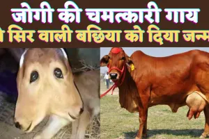 जोगी की चमत्कारी गाय: दो सिर चार आखों वाली बछिया को दिया जन्म ! देखने वालों की लगी भीड़