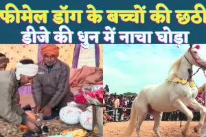 UP Dog Lover News: यूपी के फतेहपुर में फीमेल डॉग के बच्चों की छठी ! डीजे की धुन में धोड़े का गजब डांस